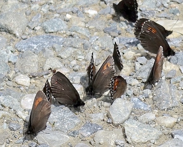 large ringlet